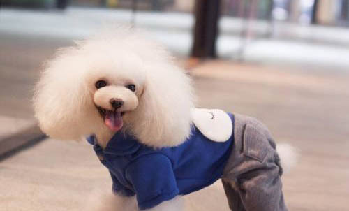 怎么判斷貴賓犬得了什么病