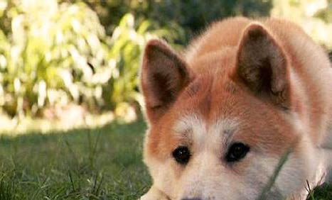 秋田犬和柴犬哪個好?