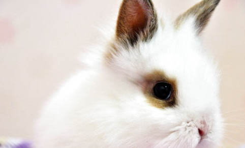 兔子是冬眠動物嗎