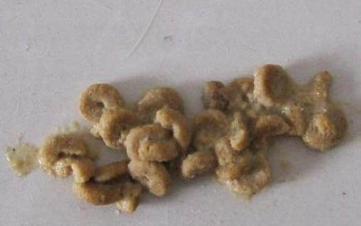 貓喘氣聲音很大