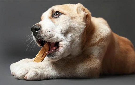 狗狗取名