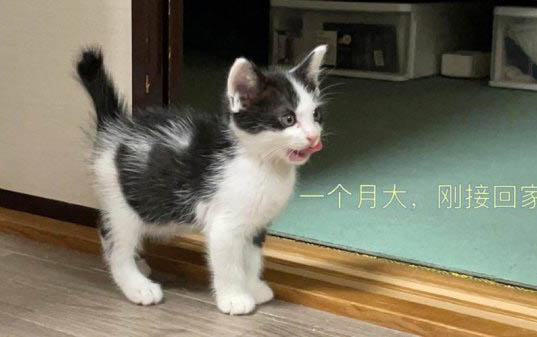 小貓一直嘔吐白沫