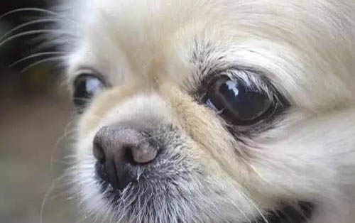 小狗狗亂拉屎拉尿怎么辦