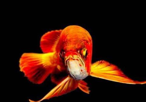 紅龍魚怎樣就是24小時開燈嗎