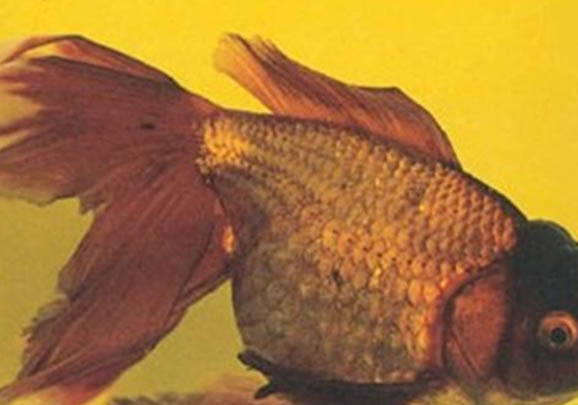 金魚每次喂多少魚食?