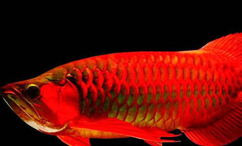 龍魚(yú)鰾囊疾病