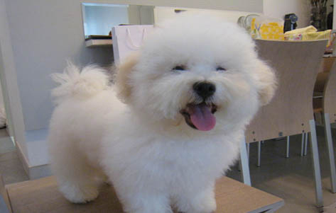 比熊犬懷孕多久能生