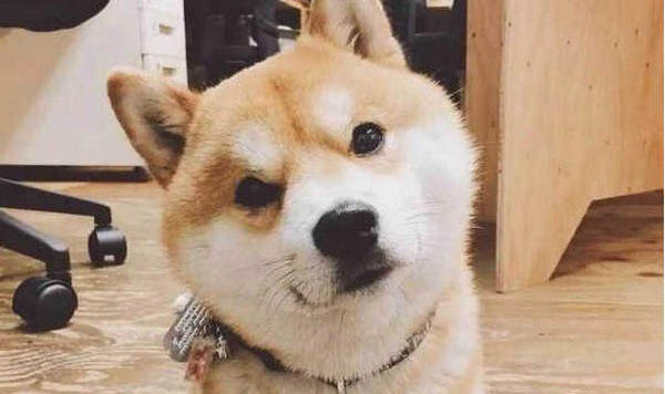 純種秋田犬如何挑選