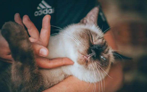 經常換貓糧會不會對貓咪不好