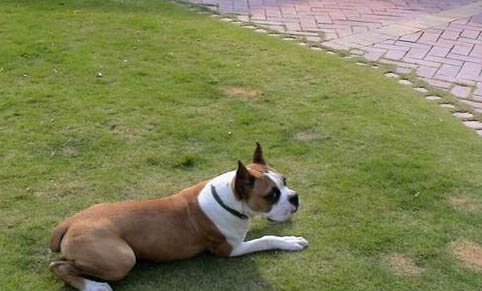 拳師犬缺點