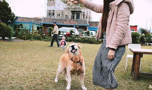 棉花面紗犬哪里有賣