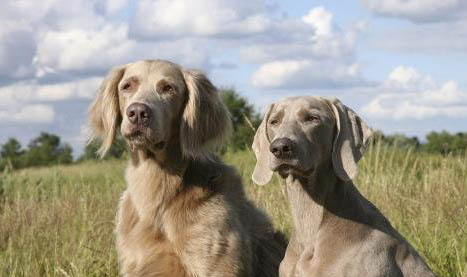 薩路基獵犬冠狀病毒吐白沫