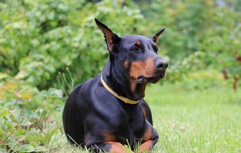 杜賓犬價格多少一只