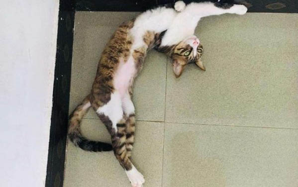 小貓絕育后性格大變