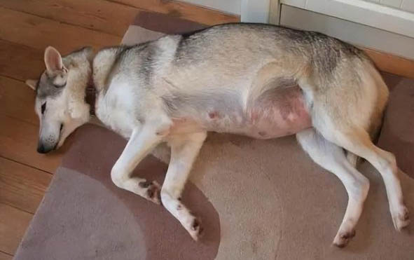 母狗懷孕多久乳房變大?