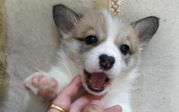 幼犬突然嗜睡正常嗎