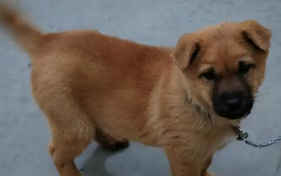 為什么狗狗驅蟲