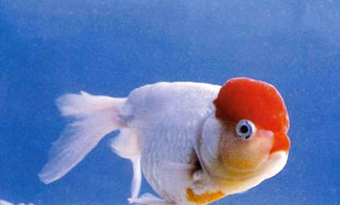 金魚怎么分雌雄?