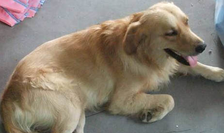 金毛犬不吃不喝沒精神咋回事