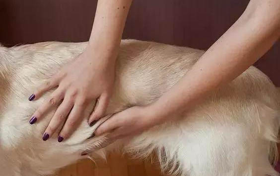 幼犬狗糧哪個牌子好