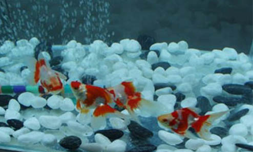 金魚(yú)咬別的魚(yú)是是什么原因