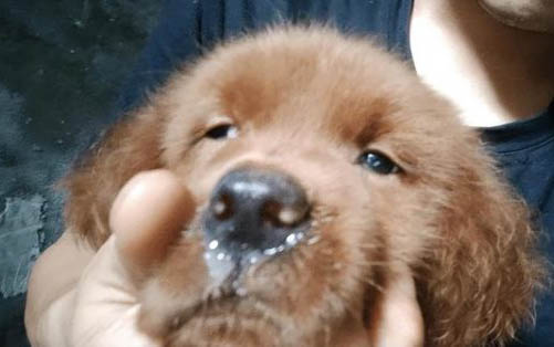 狗狗能不能吃姜,要注意什么