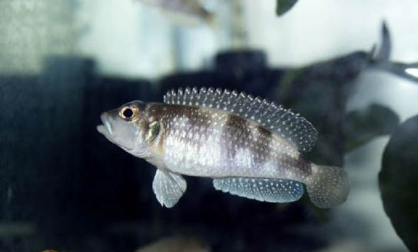 小型觀賞魚多久喂一次