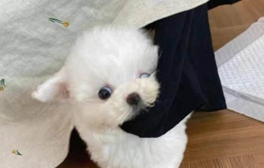 小狗拉了一灘血水