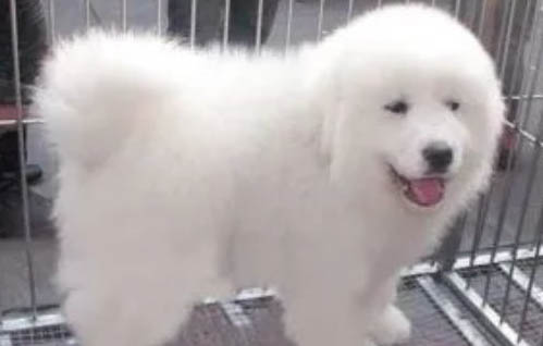 大白熊犬在中國禁養嗎