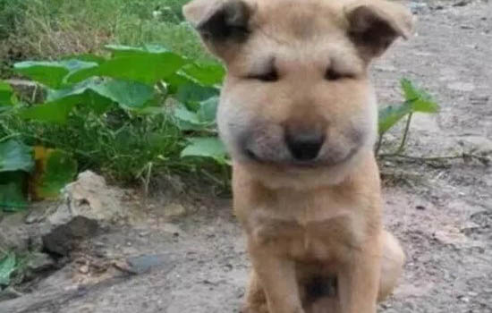 狗狗能喝嬰兒奶粉嗎?