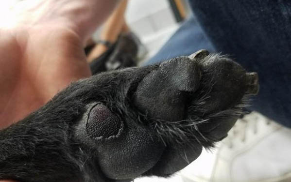 小狗狀態好但是鼻子干