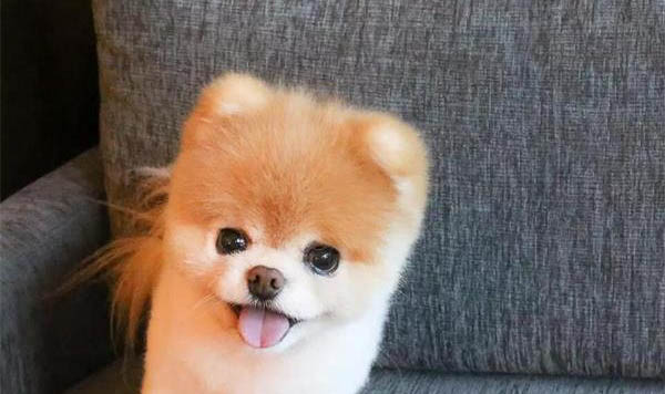 狗感冒嚴重需要輸液嗎