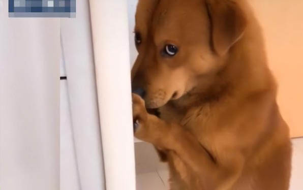 狗狗肺炎一般多久能好?