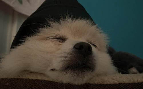 剛出生的小狗能洗澡嗎