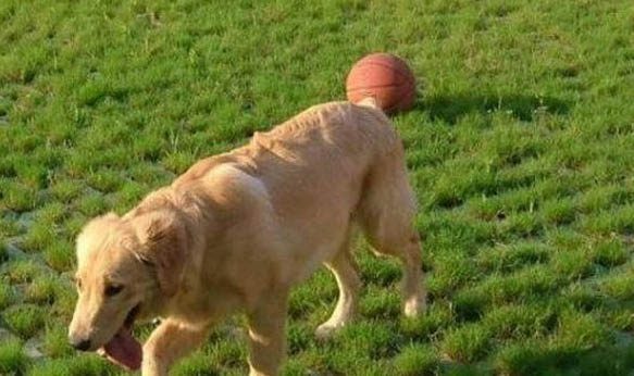 適合家養的大型犬!