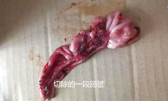 泰迪一個(gè)月吃多少克狗糧