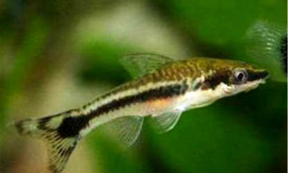 小精靈魚可以活多久?