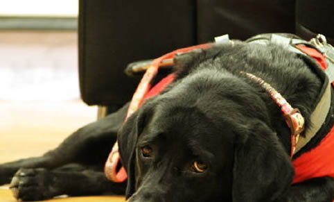 導盲犬價格一般多少錢一只