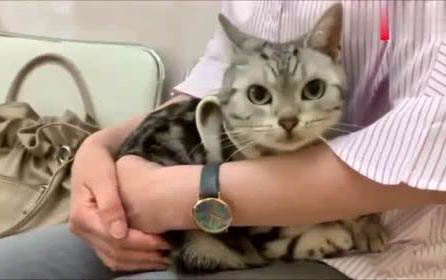 貓咪中耳炎癥狀有哪些表現