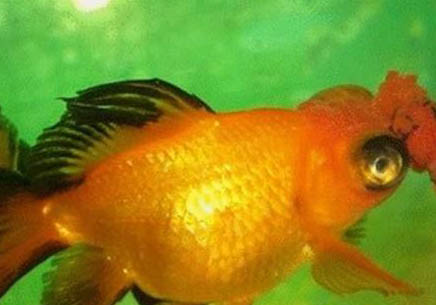 養魚水質不好怎么辦