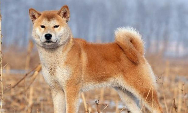 柴犬嘴巴黑多久會褪色