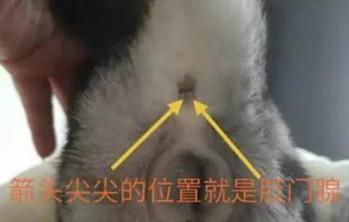 妙三多預(yù)防貓鼻支嗎