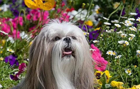 西施犬造型如何設(shè)計