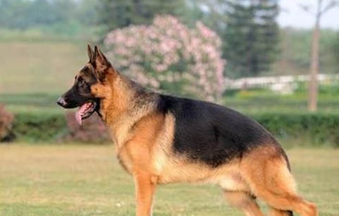 英國古代牧羊犬拉稀帶血是什么原因