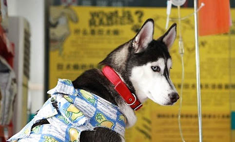 狗狗的常見疾病有哪些