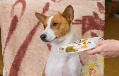 怎樣糾正狗狗兇主人