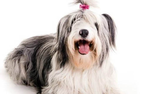 怎么判斷蘇俄牧羊犬得了什么病