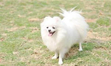 博美犬好養(yǎng)嗎都該注意什么