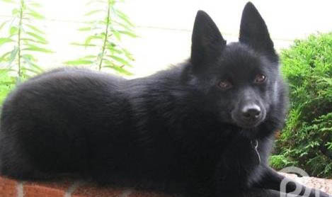 西帕基犬壽命