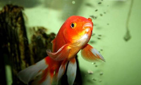 大眼金魚好不好養
